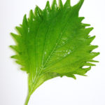 <span class="title">すっきり美味しいシソ餃子</span>